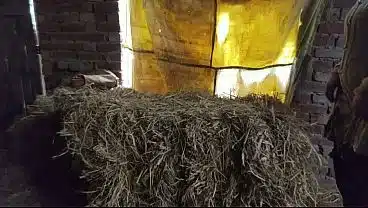 I Fuck a Pretty Indian Woman in the Middle of the Jungle