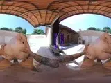 PURITYVR Perversions in public pool with Izadora