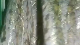 Indian Gay Crossdresser Gaurisissy in Pink lehanga pressing his Boobs and fingering in his ass